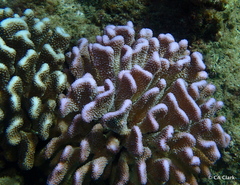 Pocillopora grandis