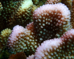 Pocillopora grandis