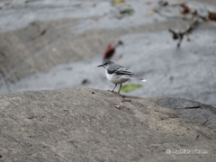 Motacilla clara