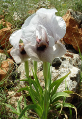 Iris lortetii