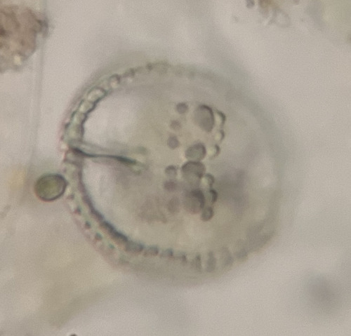 Cosmarium monomazum