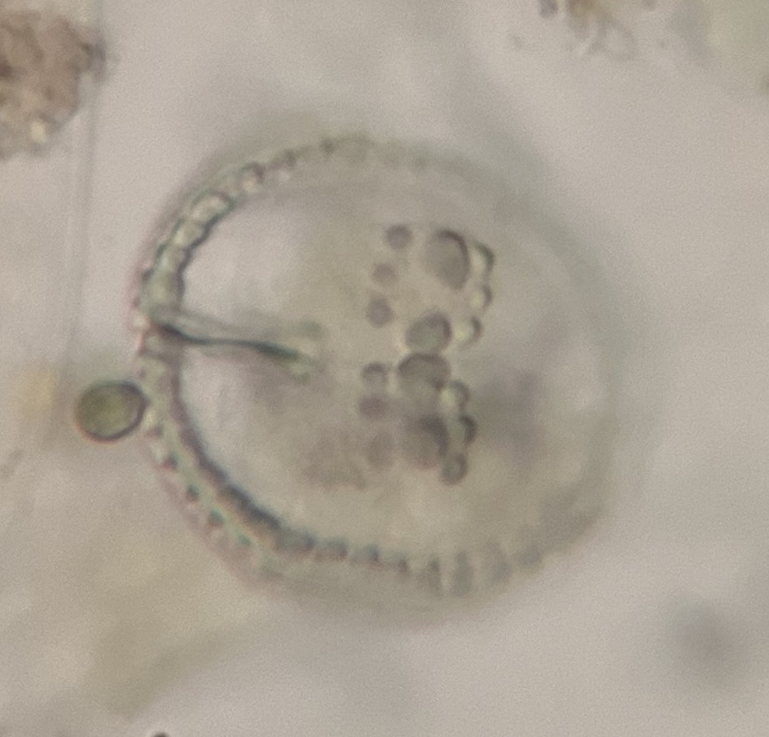 Cosmarium monomazum