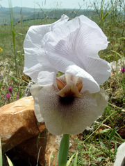 Iris lortetii