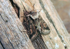 Allophyes oxyacanthae