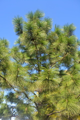 Pinus arizonica