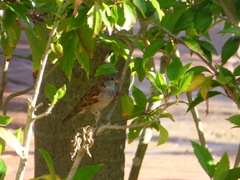 Passer domesticus