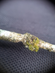 Siphonolejeunea nudipes