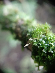Ulota lutea
