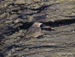 Mirafra rufocinnamomea