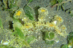 Melibe viridis