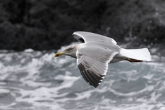 Larus michahellis atlantis