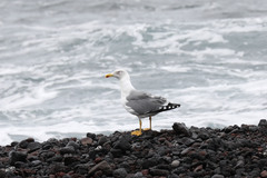 Larus michahellis atlantis