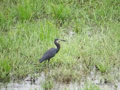 Egretta garzetta dimorpha