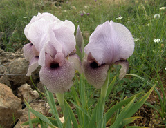 Iris lortetii
