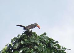 Crowned Hornbill photo 4