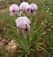 Iris lortetii