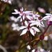 Dwarf Burchardia - Photo (c) Joey Santore, some rights reserved (CC BY-NC), uploaded by Joey Santore