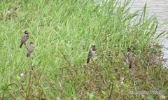 Spermestes cucullata scutata