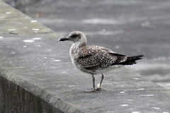 Larus michahellis atlantis