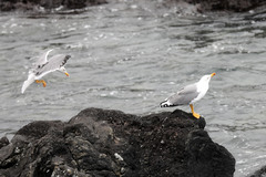 Larus michahellis atlantis