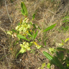Dodonaea polyandra