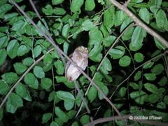 Otus pembaensis
