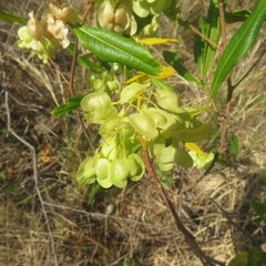 Dodonaea polyandra
