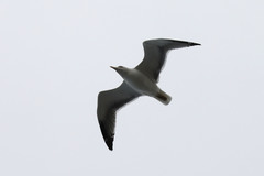 Larus michahellis atlantis