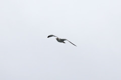 Larus michahellis atlantis