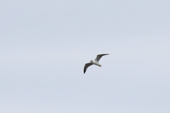 Larus michahellis atlantis