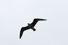 Larus michahellis atlantis