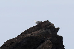 Larus michahellis atlantis