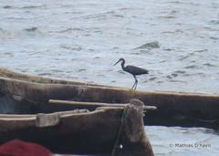 Egretta garzetta dimorpha