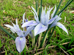 Iris vartanii
