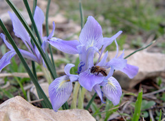 Iris vartanii