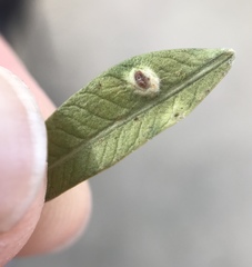 Calophya schini