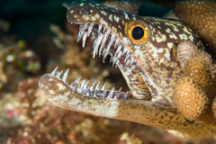 Mosaic Moray photo 3