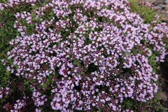 Thymus quinquecostatus