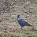 Eurasian Jackdaw (Nordic) - Photo (c) Mathias D'haen, some rights reserved (CC BY-NC), uploaded by Mathias D'haen