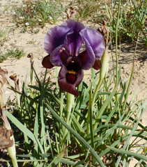 Iris petrana