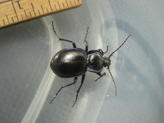 Carabus finitimus