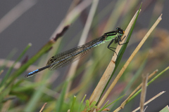 Pseudagrion guichardi