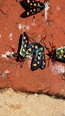 Arniocera auriguttata