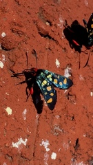 Arniocera auriguttata