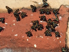 Arniocera auriguttata