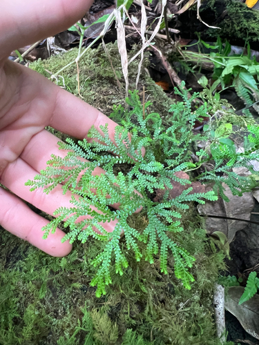 Selaginella arbuscula observed 2025-09-05