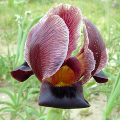Iris petrana