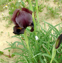 Iris petrana