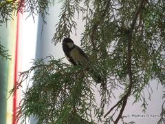 Parus major