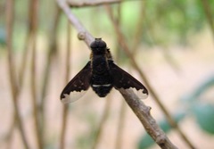 Hemipenthes velutina
